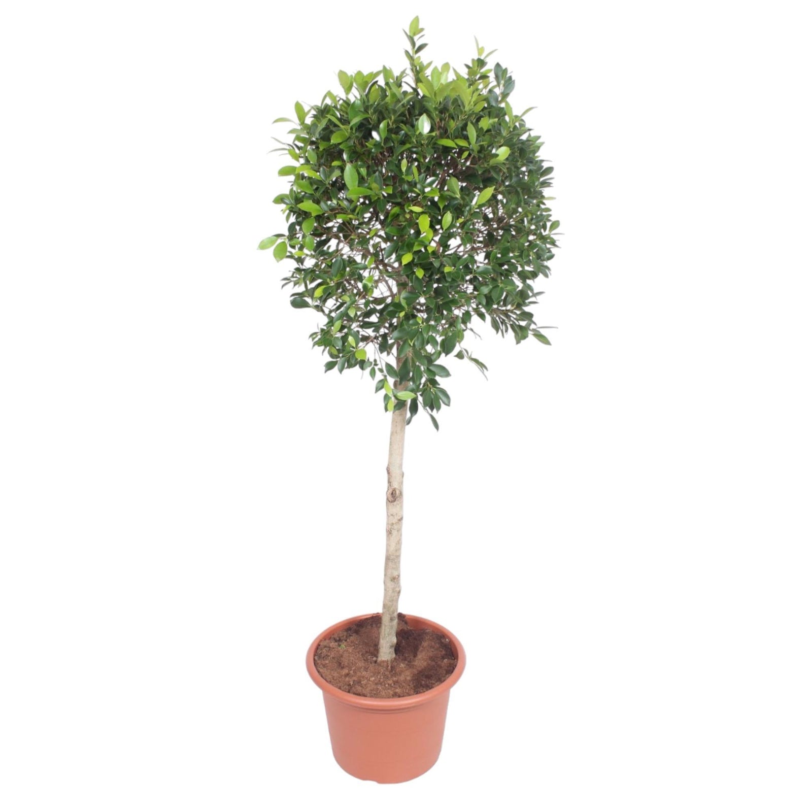 Ficus Nitida boom - 170 cm - ø40