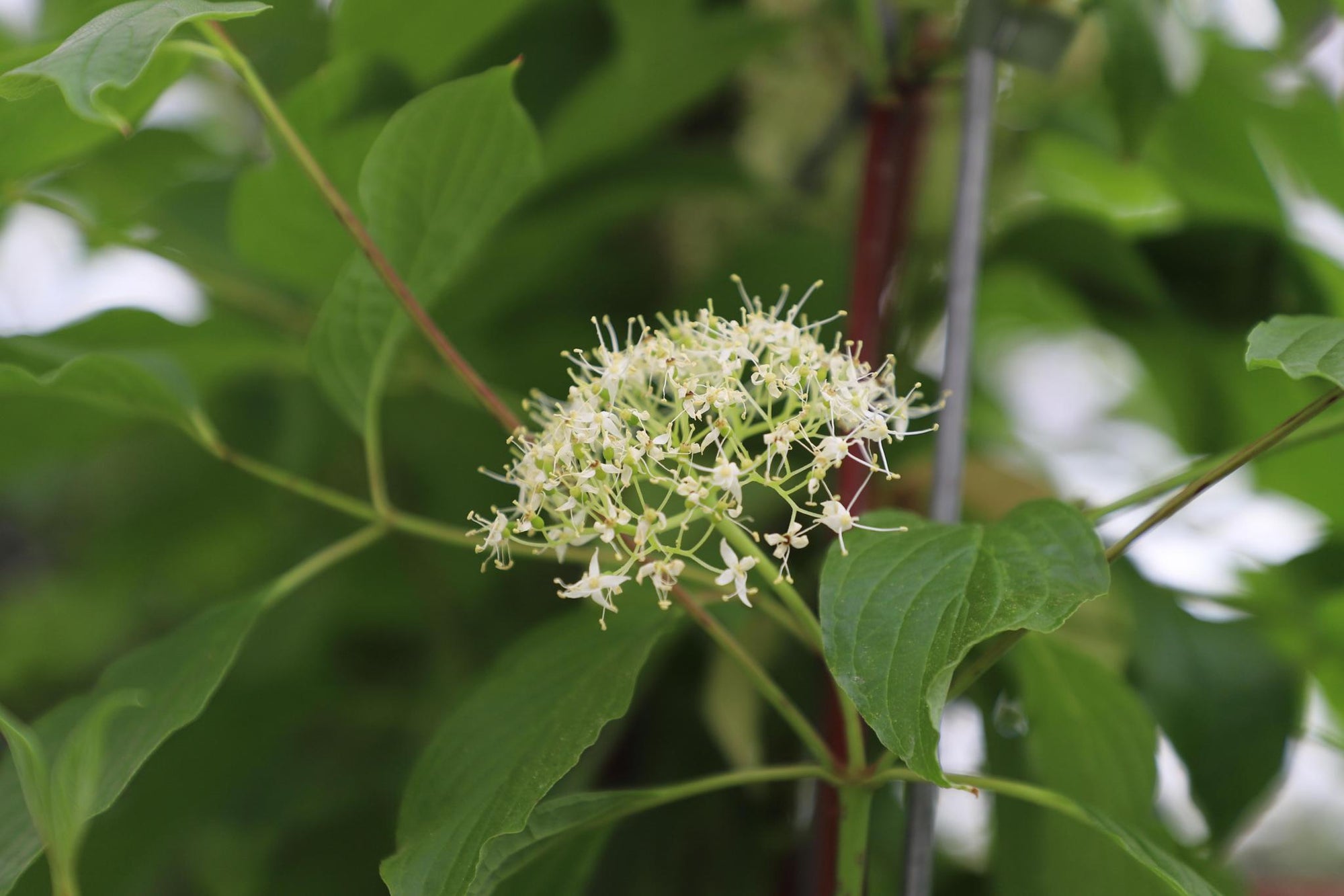 Cornus alba 'Sibirica' - ↨180cm - 1 stuks