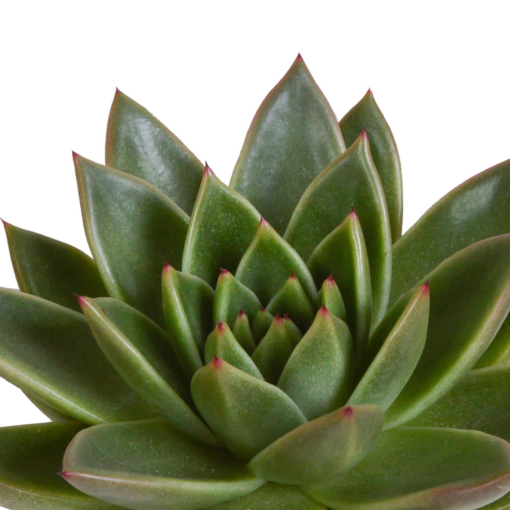 Echeveria mix 8.5 cm in Mexicaanse pot | 3 stuks