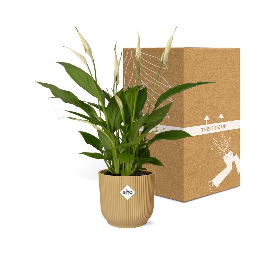 Spathiphyllum 12 Cm Torelli  in ELHO Vibes Fold 14cm geel