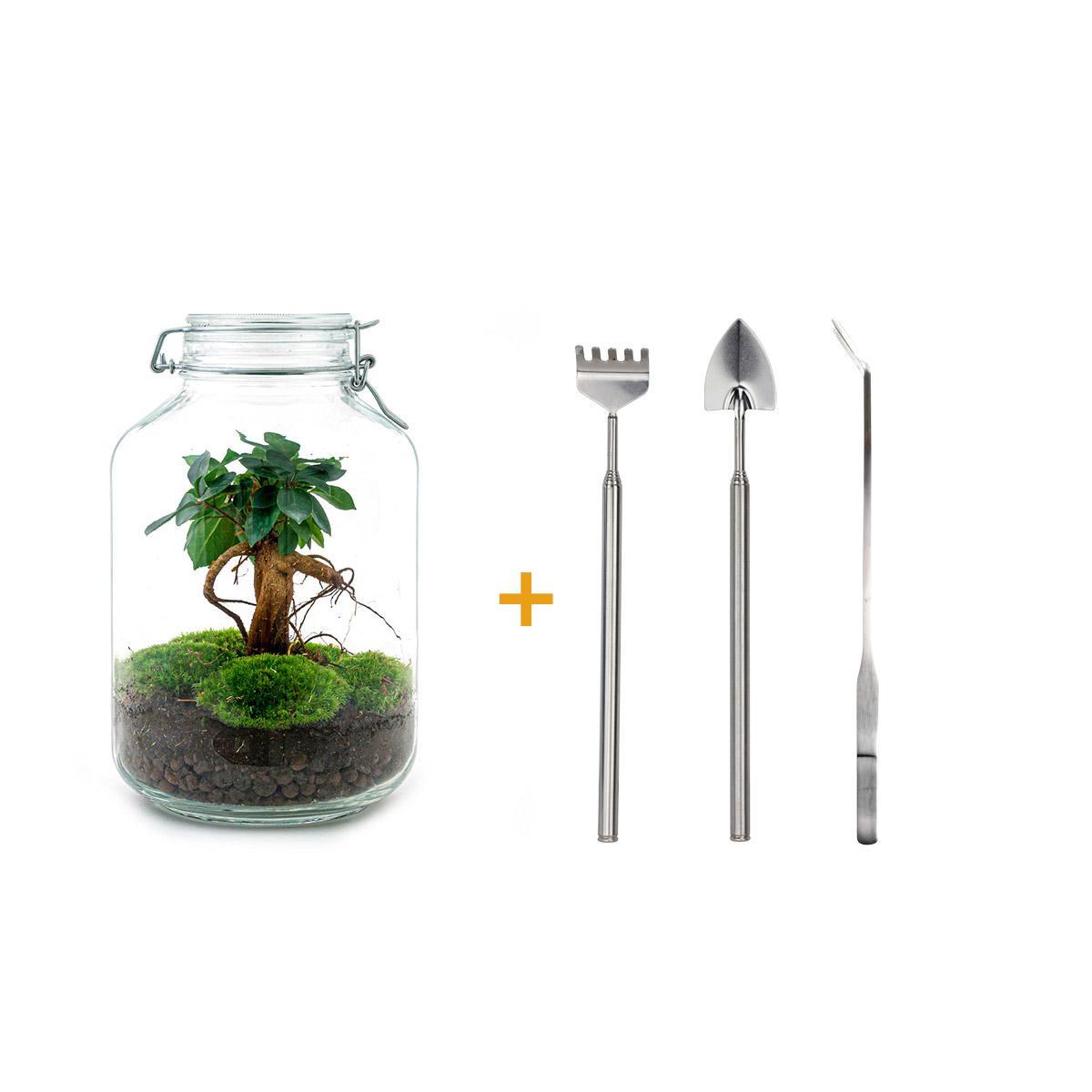 DIY terrarium - Jar - Ficus Ginseng bonsai - ↑ 28 cm  + Rake + Shovel + Tweezer