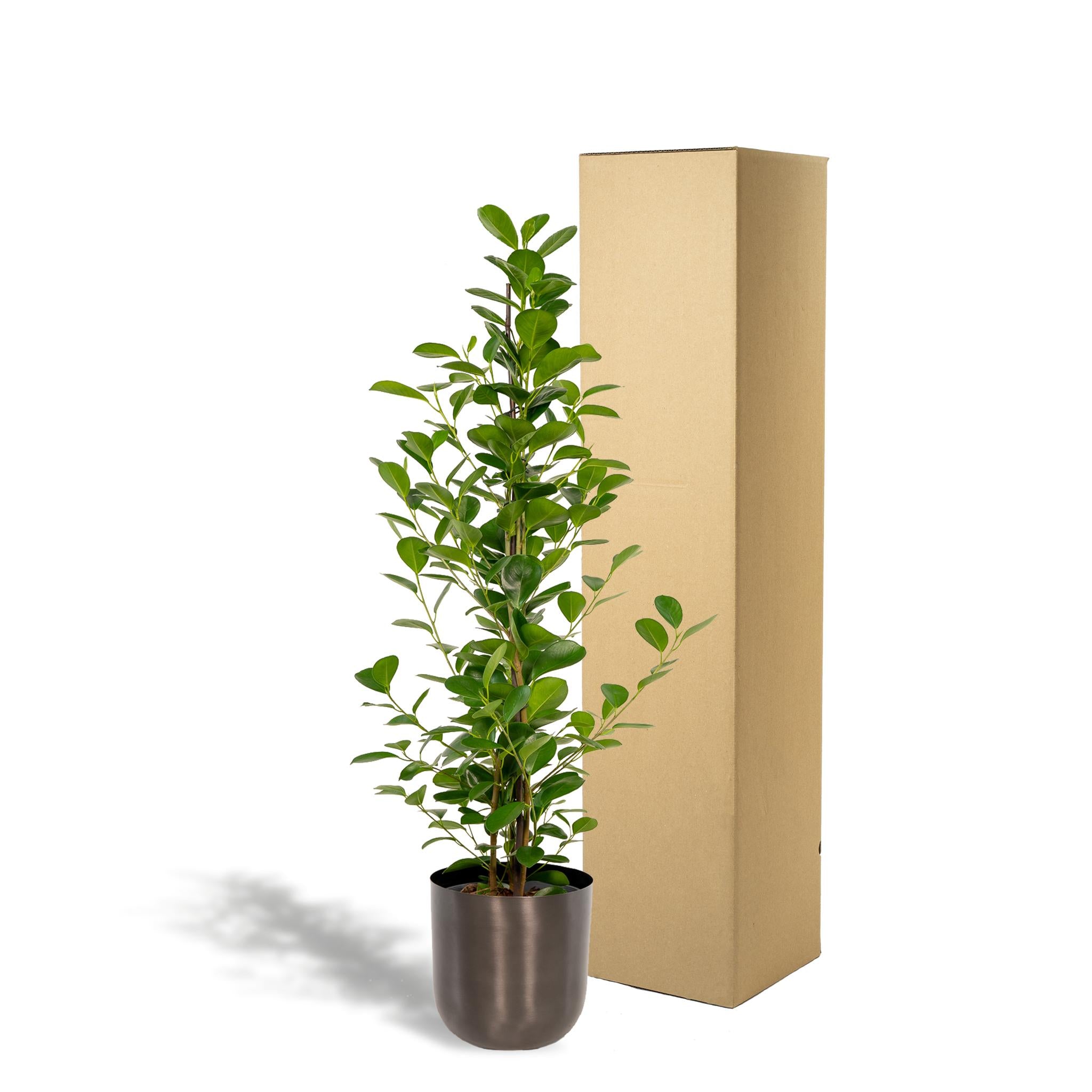 Ficus microcarpa Moclame - ↨95cm - Ø21cm + Pot Mayk Lead