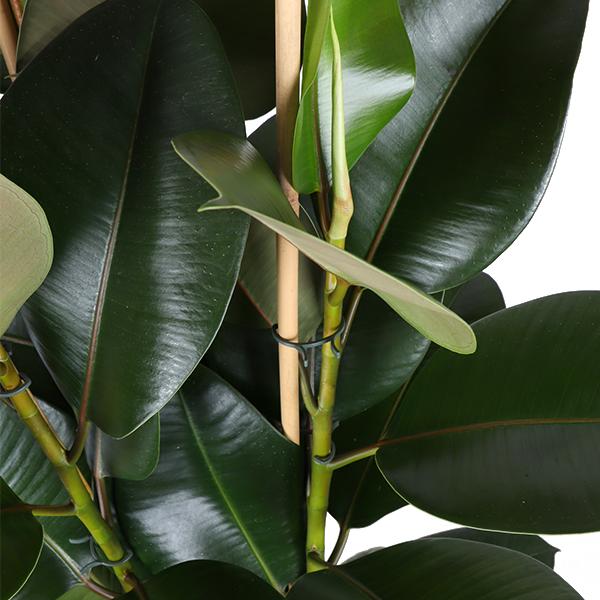 Ficus Elastica Robusta Ø27cm - ↕115cm in Boule OLIJF pot