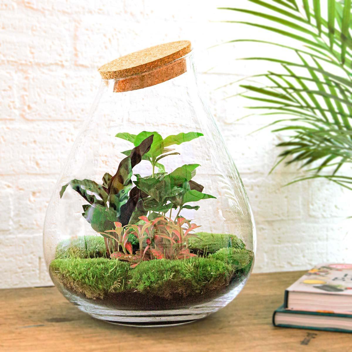 DIY terrarium - Drop XL Rood  + Rake + Shovel + Tweezer + Scissors ↑ 37 cm