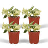4x Epipremnum Happy Leaf - Scindapsus - 15cm - ø12