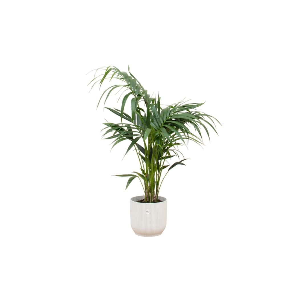 Combi deal - Kentia palm inclusief elho Vibes Fold Round wit Ø25 - 130 cm