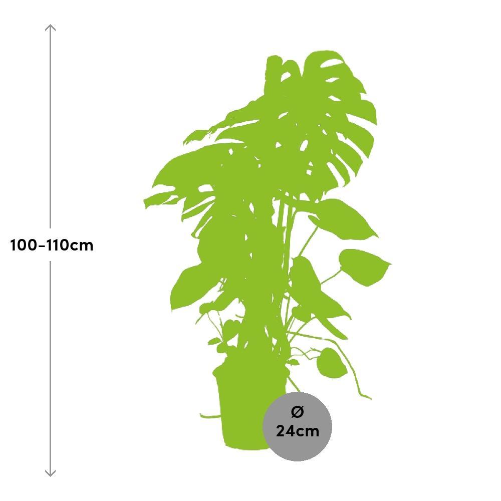 Ø24cm - ↕105cm