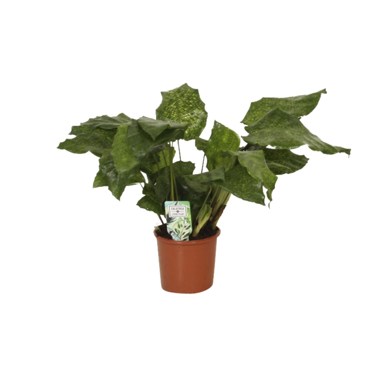 Calathea Network - Pauwenplant - 30cm - Ø14