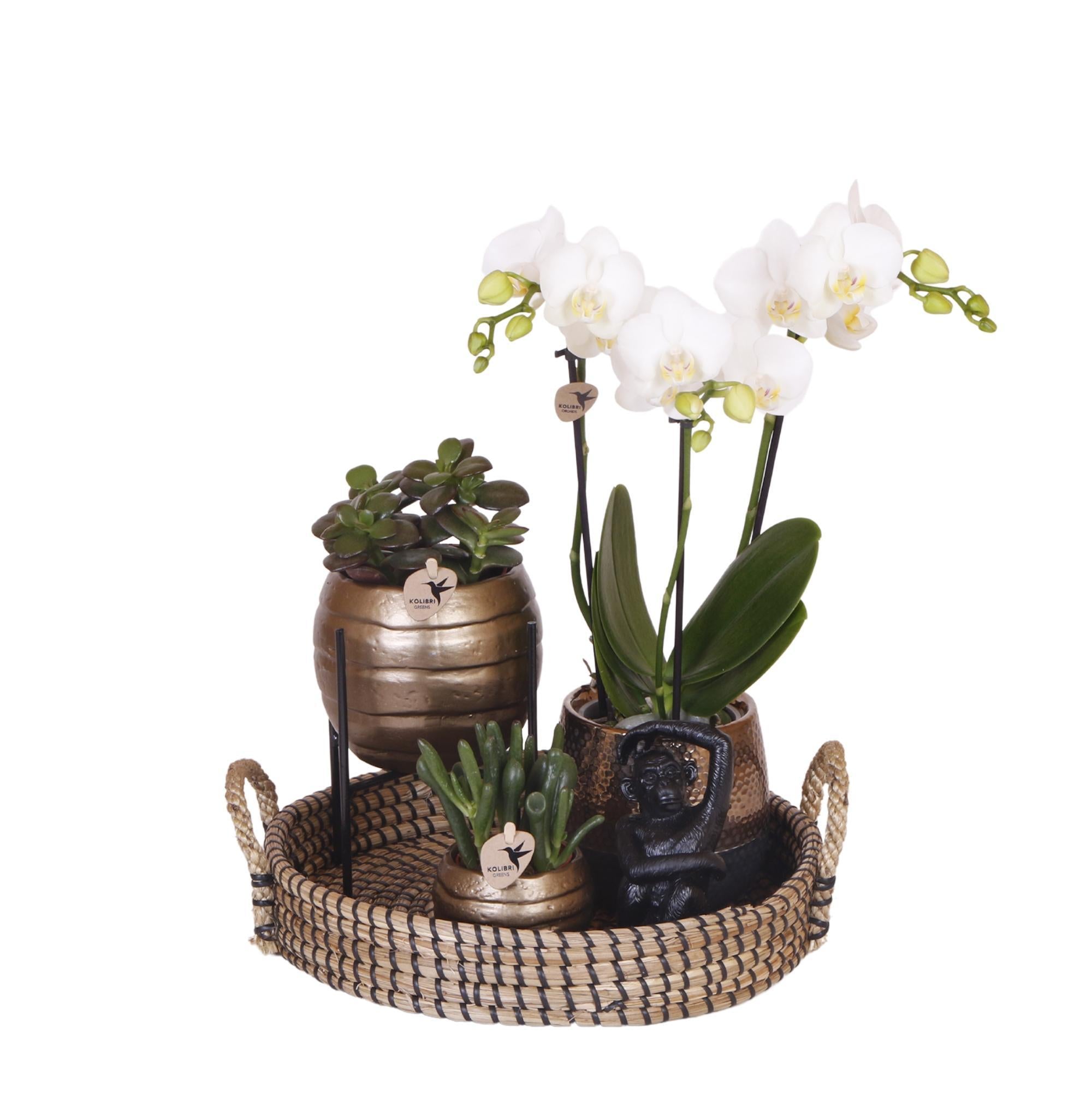 Kolibri Company | Gift set Home Hub | Plantenset met Phalaenopsis Orchidee en Succulenten incl. keramieken sierpotten