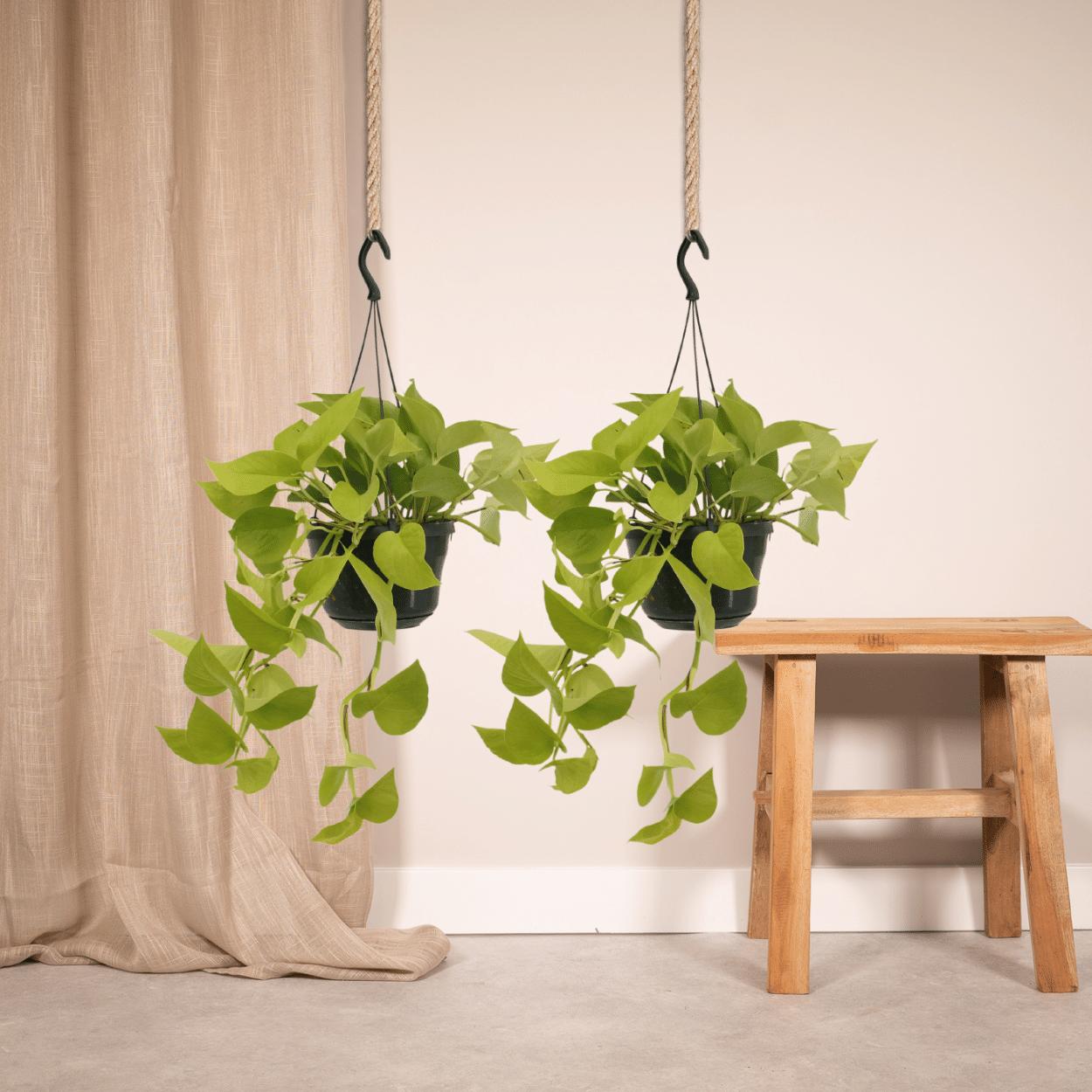 2x Epipremnum Golden Pothos  - Scindapsus - 25cm - ø15