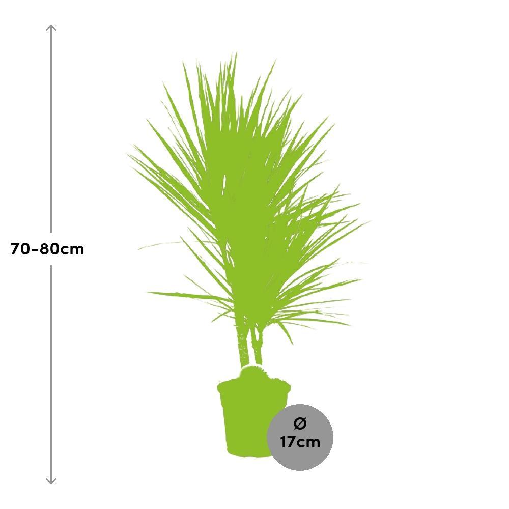 Ø17cm - ↕75cm