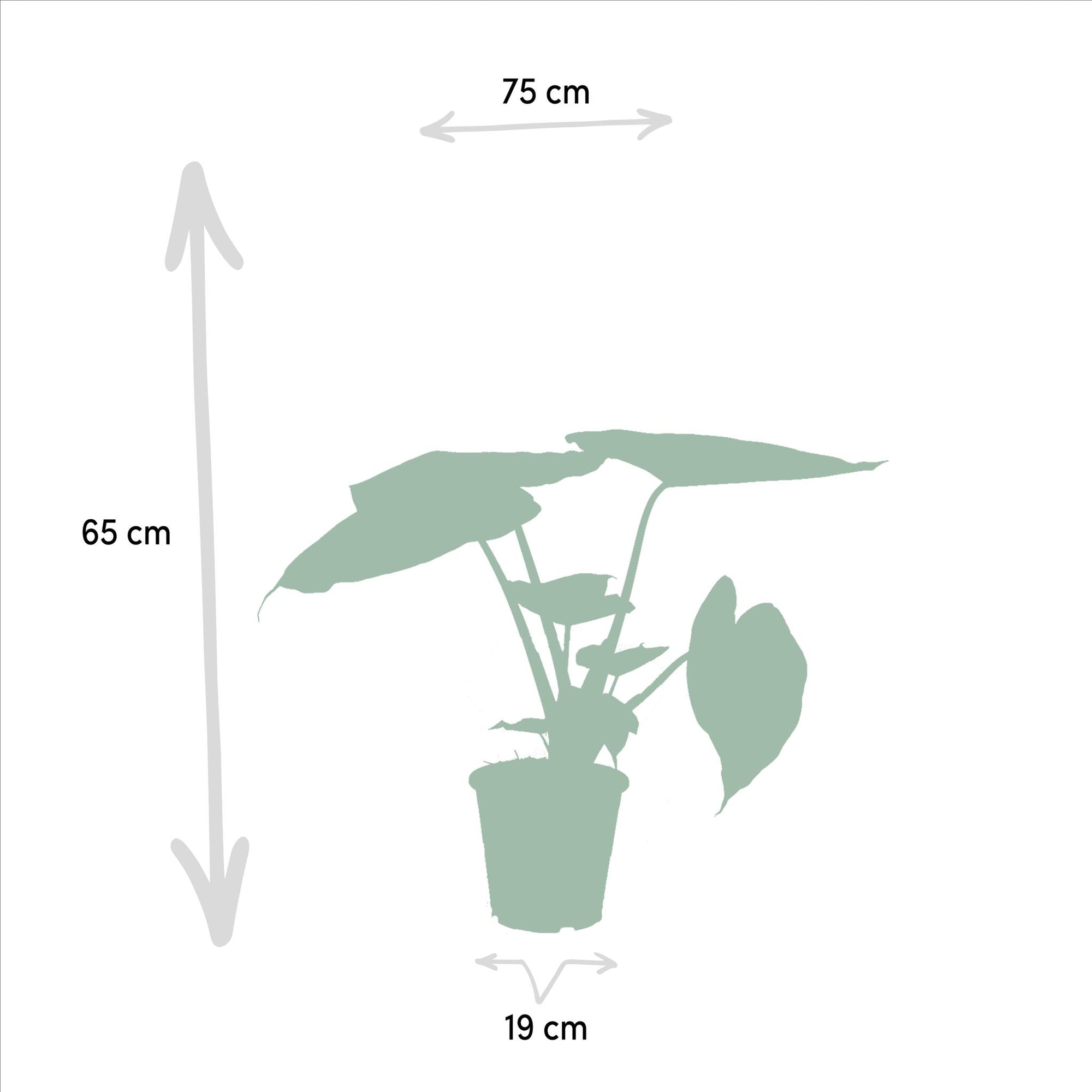 Alocasia Cucullata - ↨60cm - Ø19cm + Alocasia Wentii - ↨60cm - Ø19cm