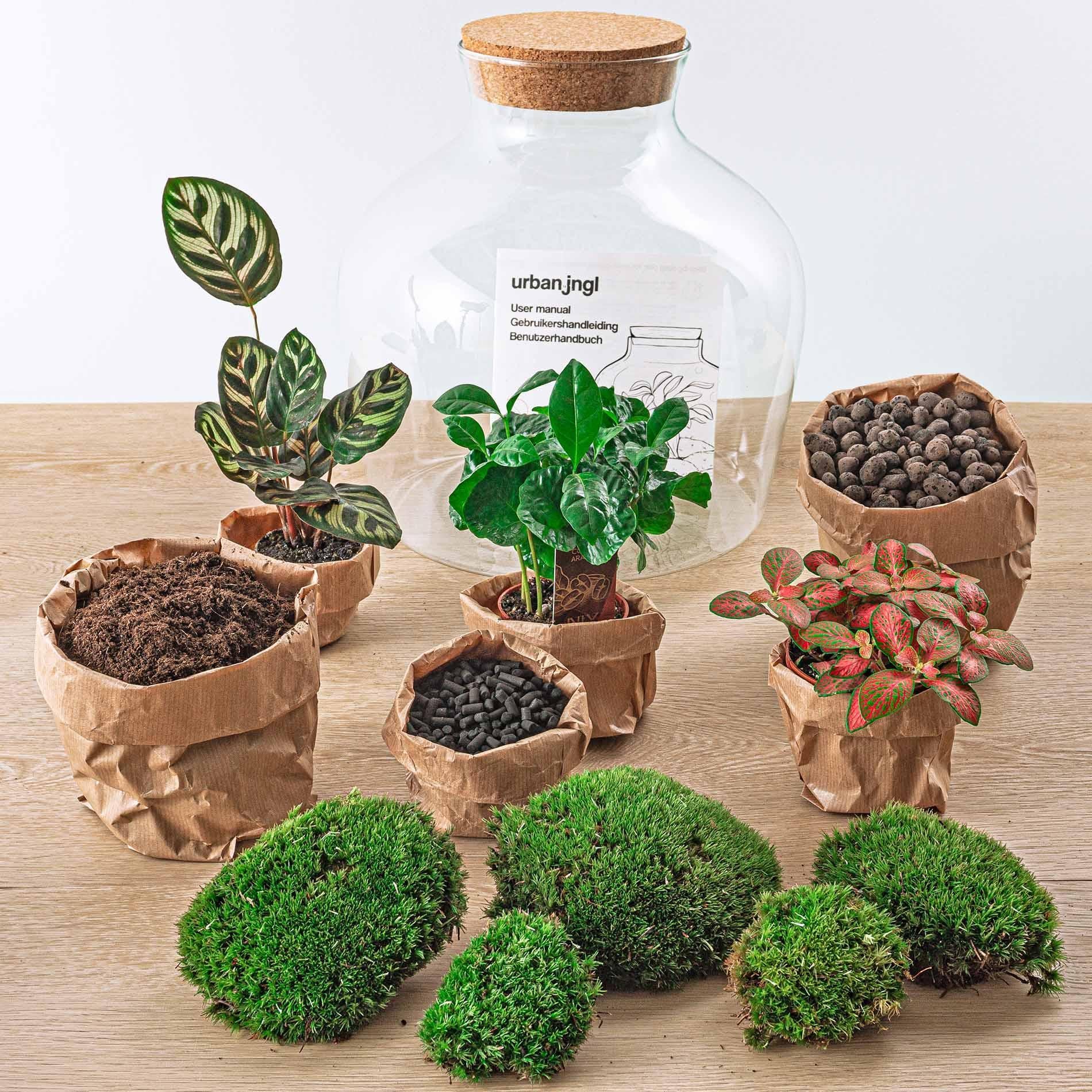 DIY terrarium - Fat Joe Coffea - ↑ 30 cm + Rake + Shovel + Tweezer