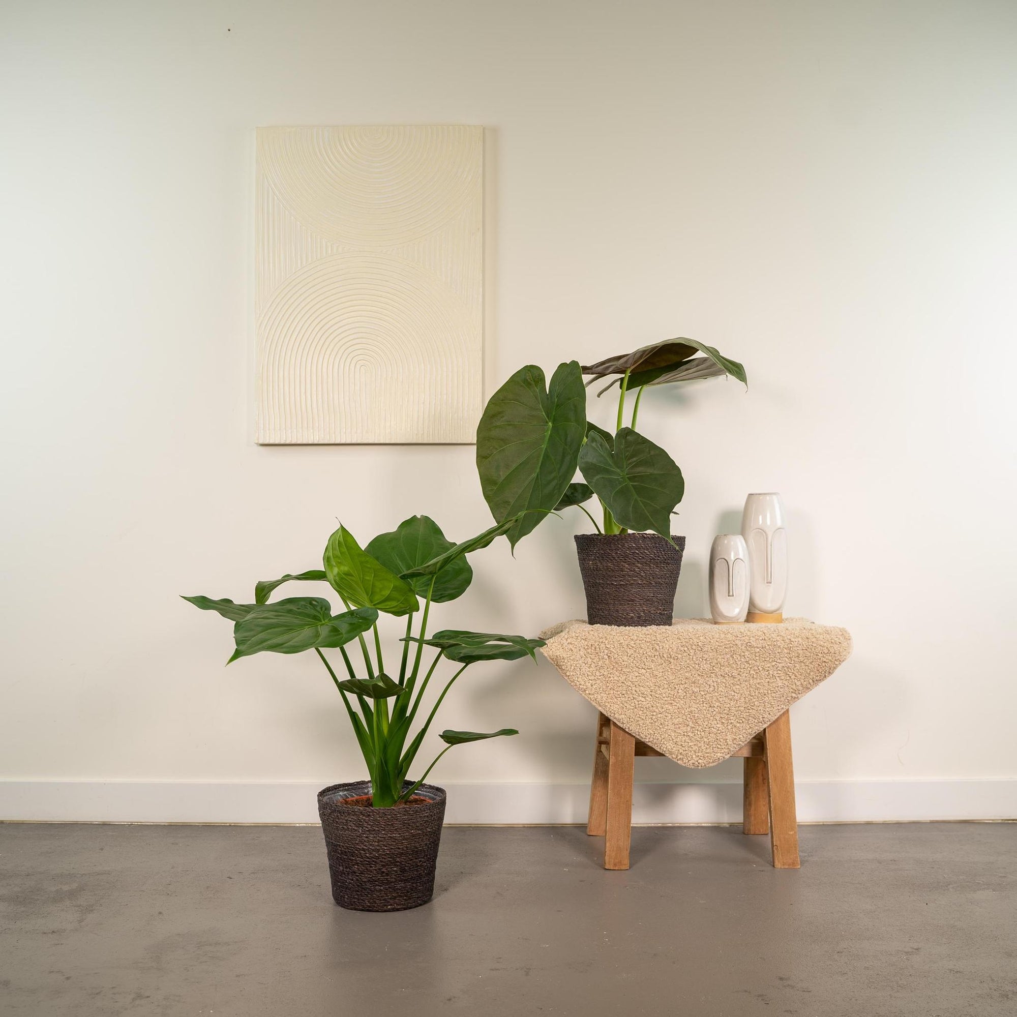 Alocasia Cucullata - ↨60cm - Ø19cm + Alocasia Wentii - ↨60cm - Ø19cm