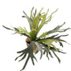 Kunstplant - Staghorn Fern - Hertshoorn - 50 cm