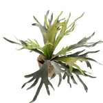 Kunstplant - Staghorn Fern - Hertshoorn - 50 cm
