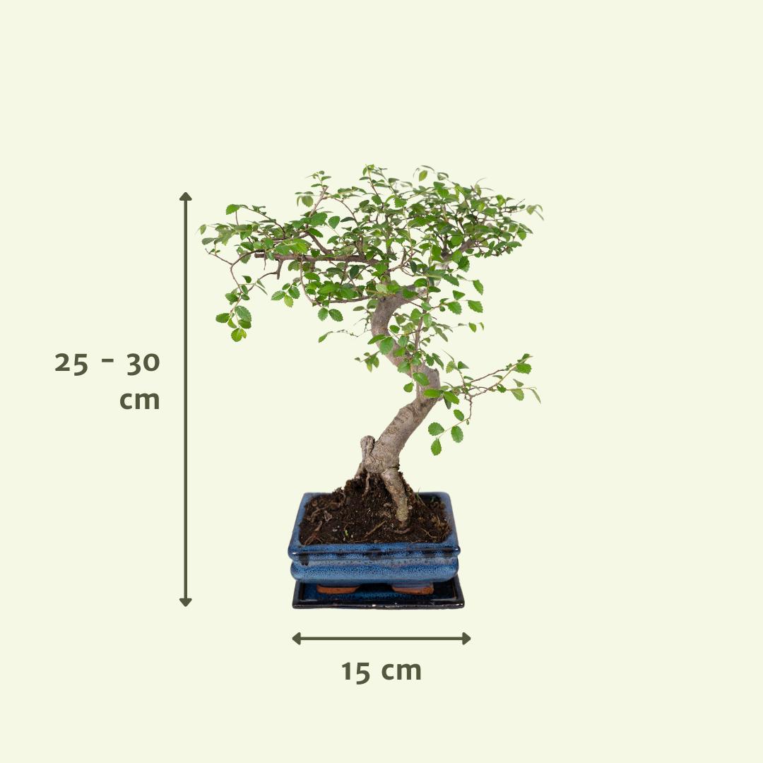 Ø15cm - ↕15cm