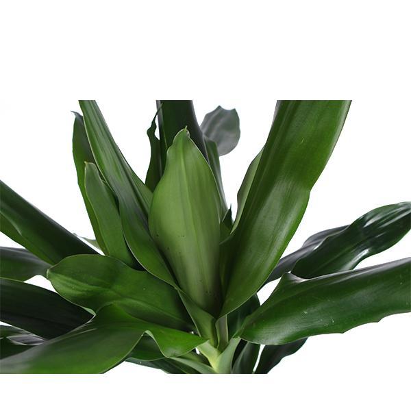 Dracaena Janet Lind Ø24cm ↕120cm in Era ANTRACIET pot