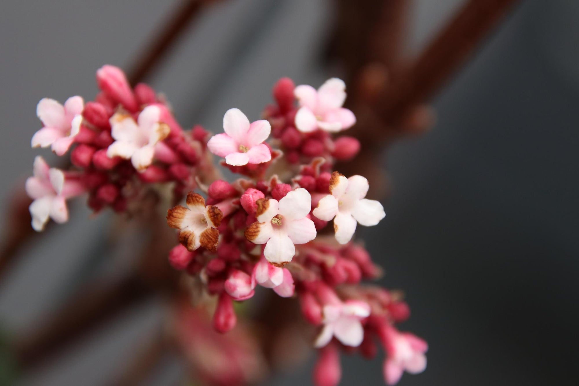 Viburnum bodn. 'Dawn' - ↨180cm - 1 stuks