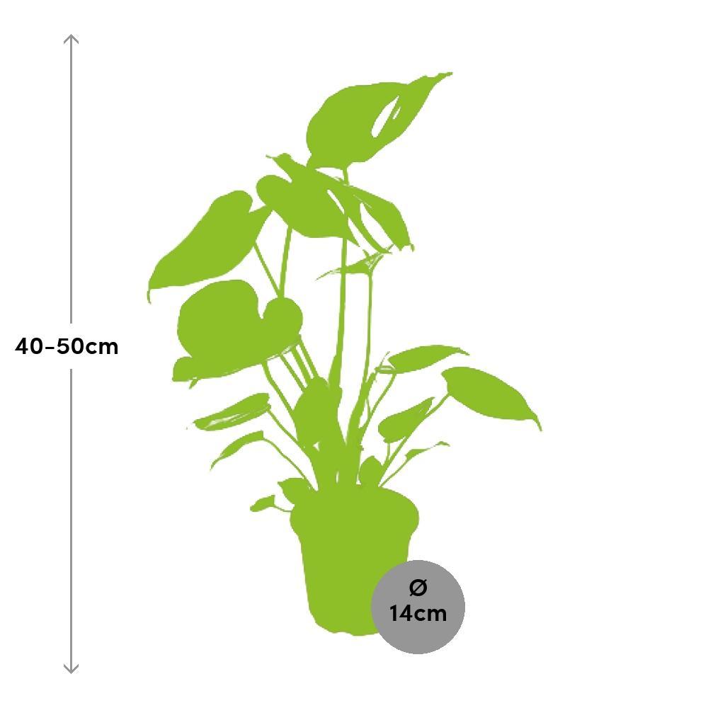 Ø14cm - ↕45cm