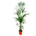 Kentia palm - 180cm - ⌀24