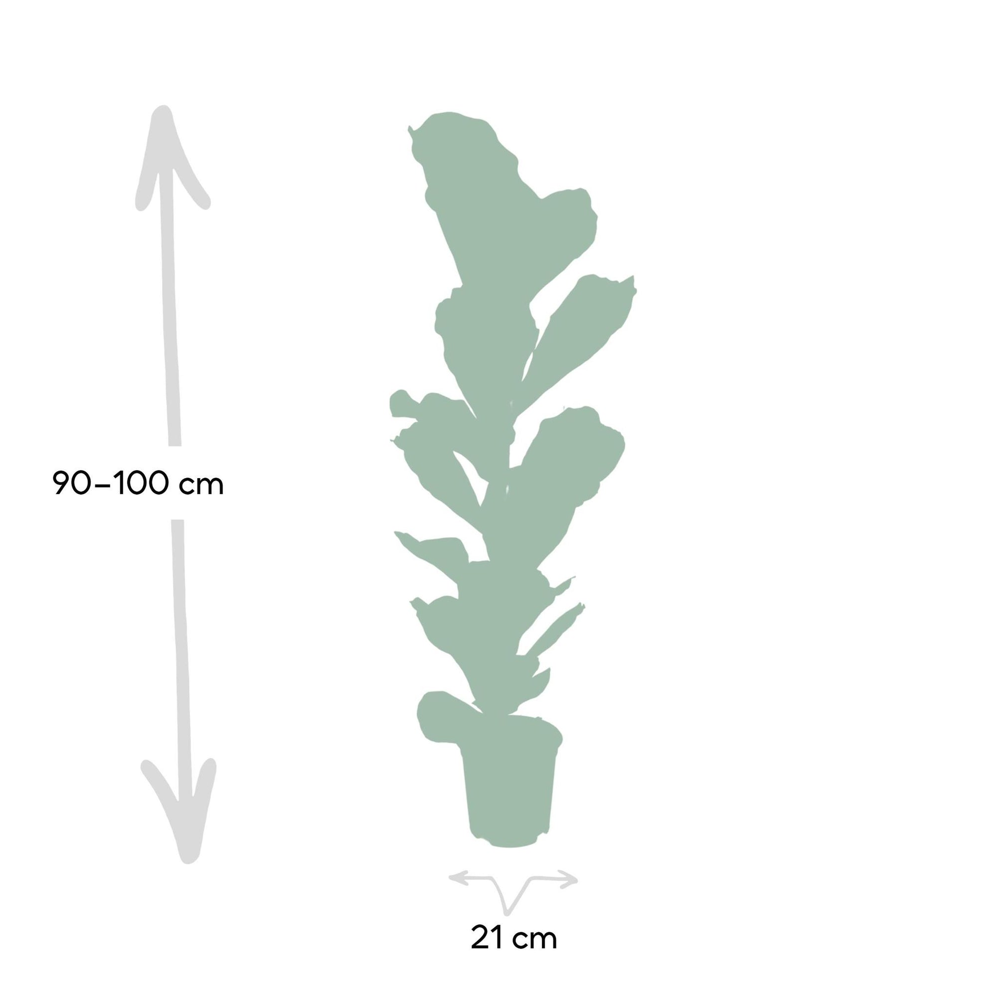 Ficus Lyrata - Rubberplant - 100cm - Ø21