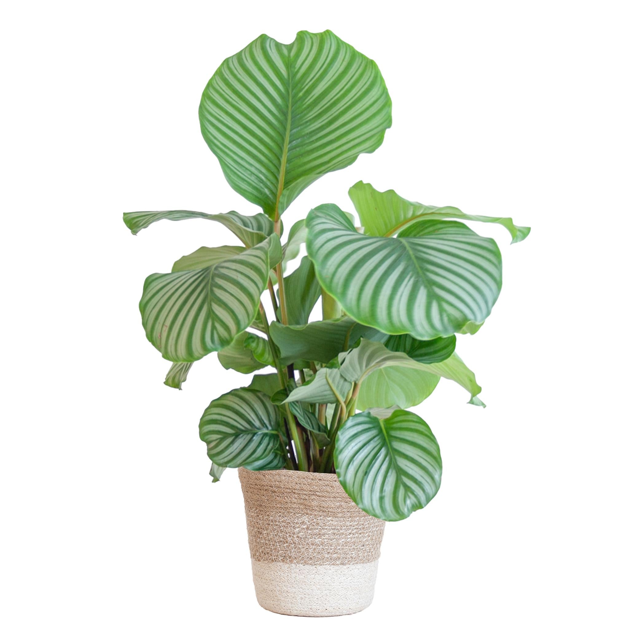 Calathea Orbifolia met Lissabon mand wit