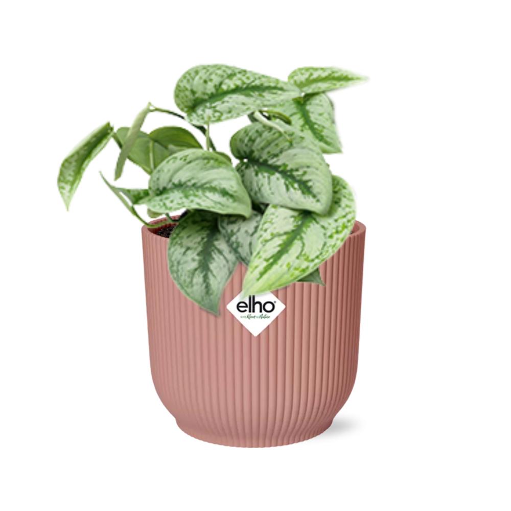 Scindapsus Pictus ‘Trebie’ in ELHO Vibes Fold 14cm roze