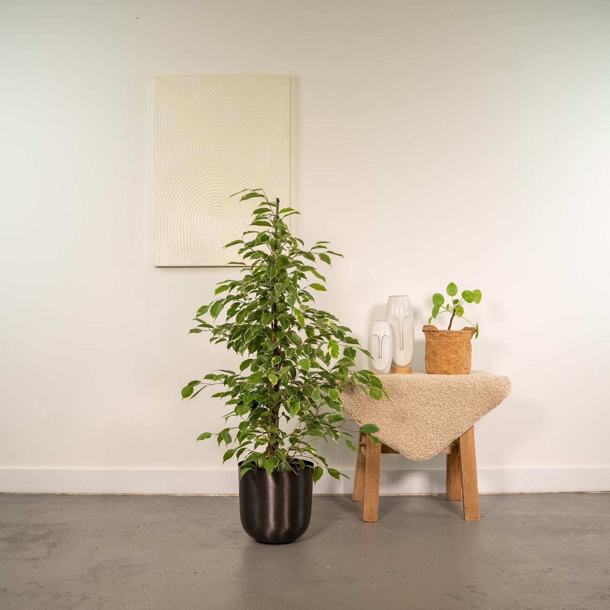 Ficus benjamina Goldenking - ↨95cm - Ø21cm + Pot Mayk Lead