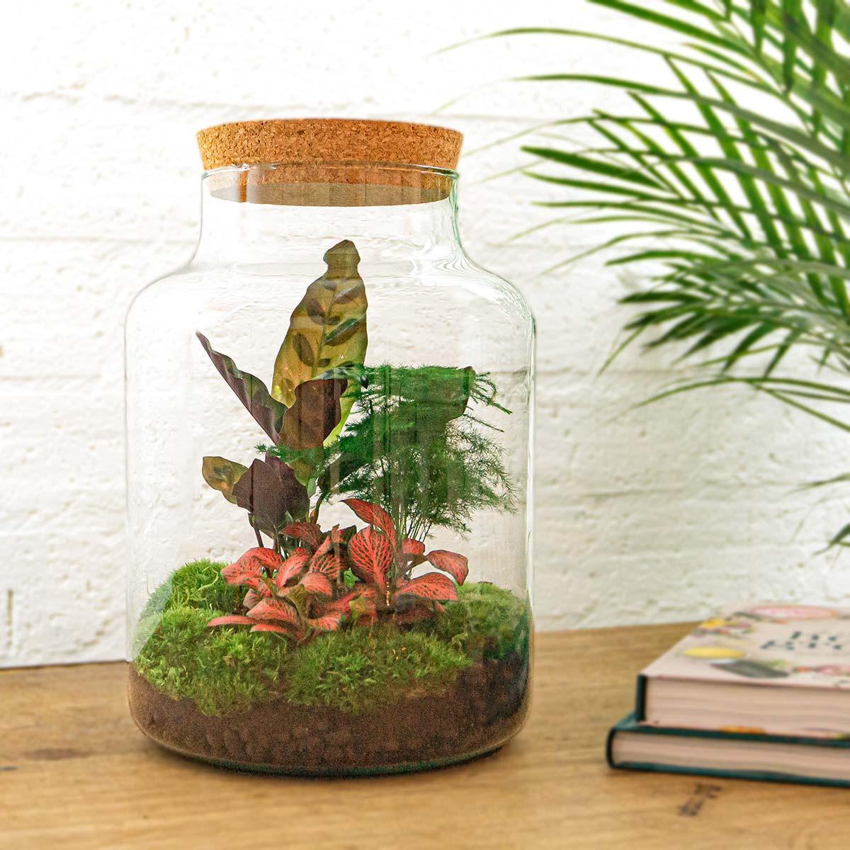 DIY terrarium - Milky - ↑ 30 cm