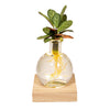 Calathea in Samoa glas met LED verlichting - 10cm - ø12