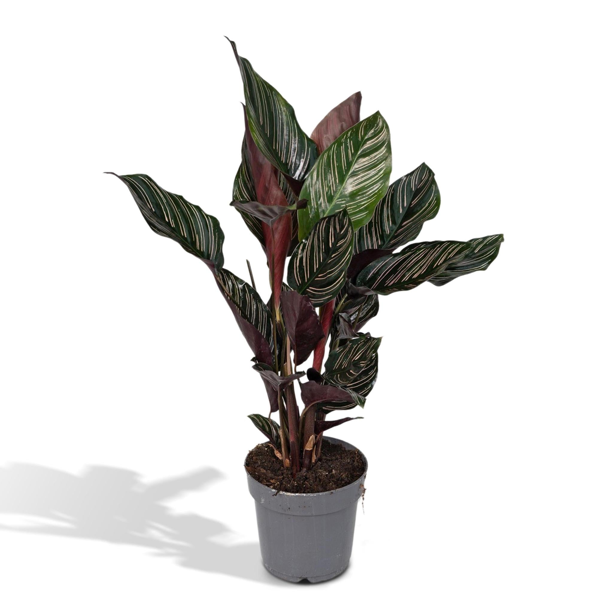 Calathea Ornata - 50cm - ø14