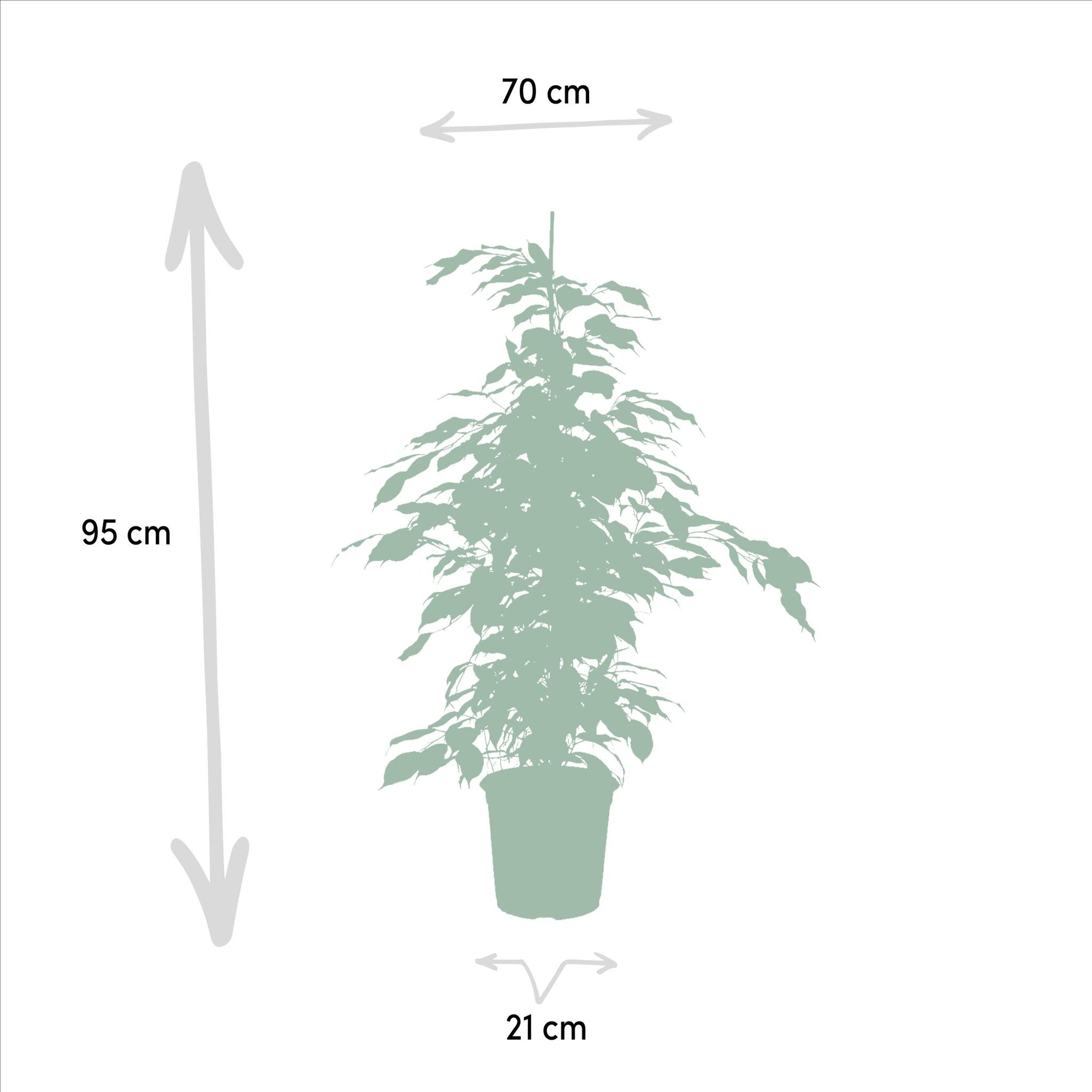 Ficus Benjamina Danielle - ↨95cm - Ø21cm + Ficus Benjamina Twilight - ↨95cm - Ø21cm + Ficus Microcarpa Moclame - ↨95cm - Ø21cm