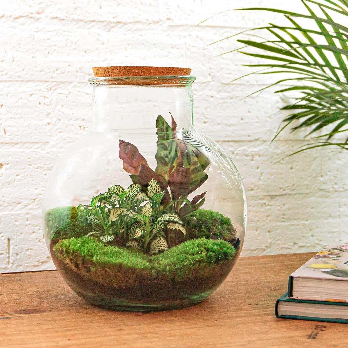 DIY terrarium - Teddy - ↑ 26,5 cm + Rake + Shovel + Tweezer + Scissors