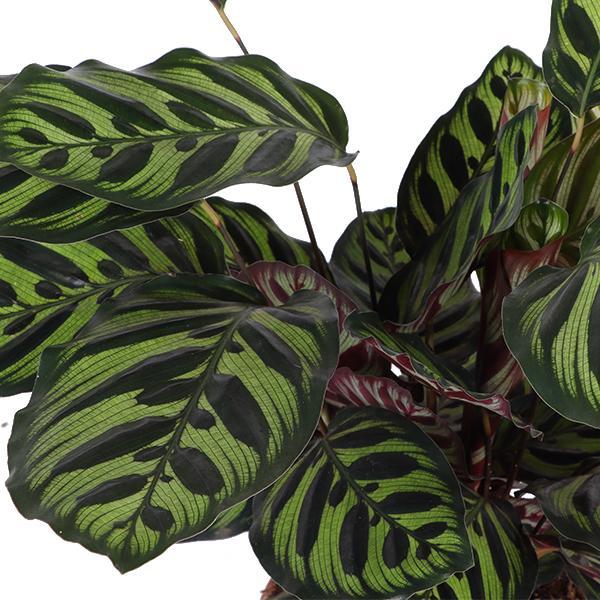 Calathea Makoyana Ø21cm - ↕70cm in Vibes WIT pot