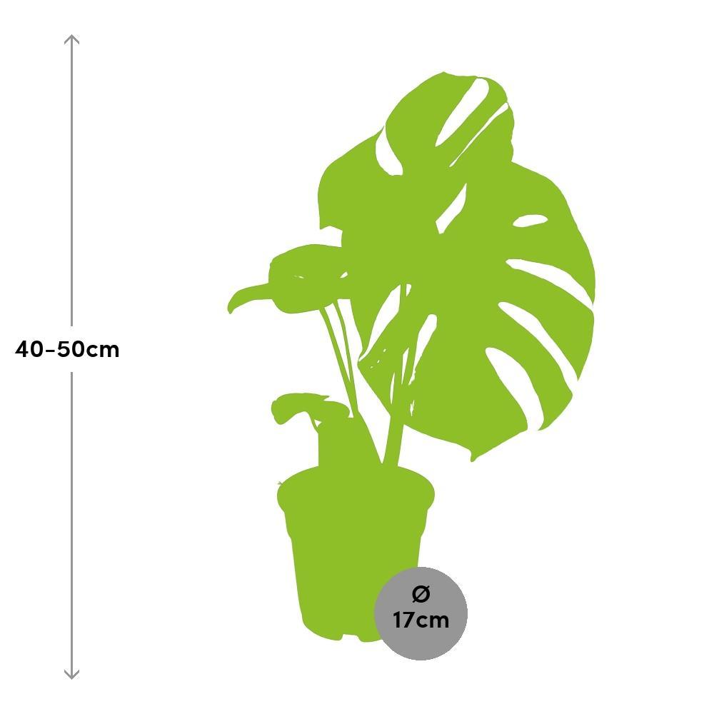 Ø17cm - ↕50cm