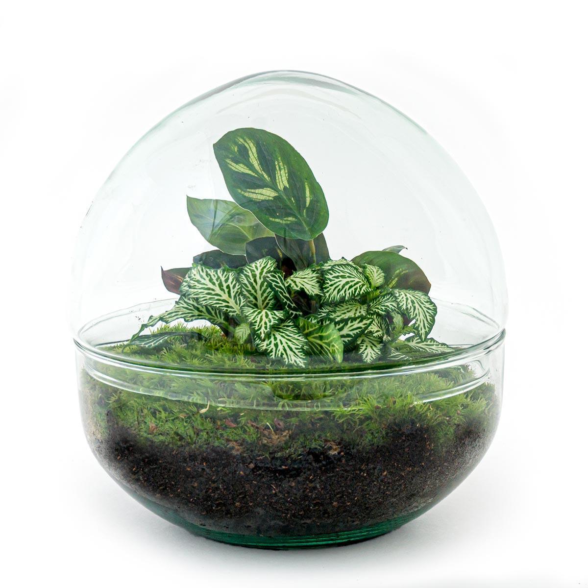 DIY terrarium - Dome - ↑ 20 cm + Rake + Shovel + Tweezer + Scissors