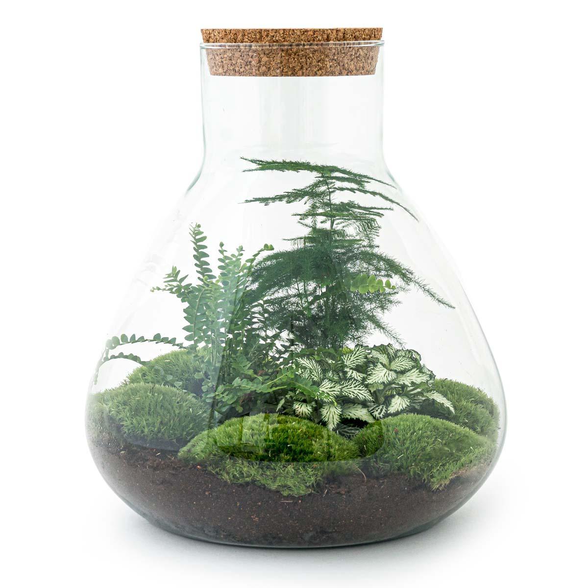 DIY terrarium - Sam XL - ↑ 35 cm + Rake + Shovel + Tweezer + Scissors