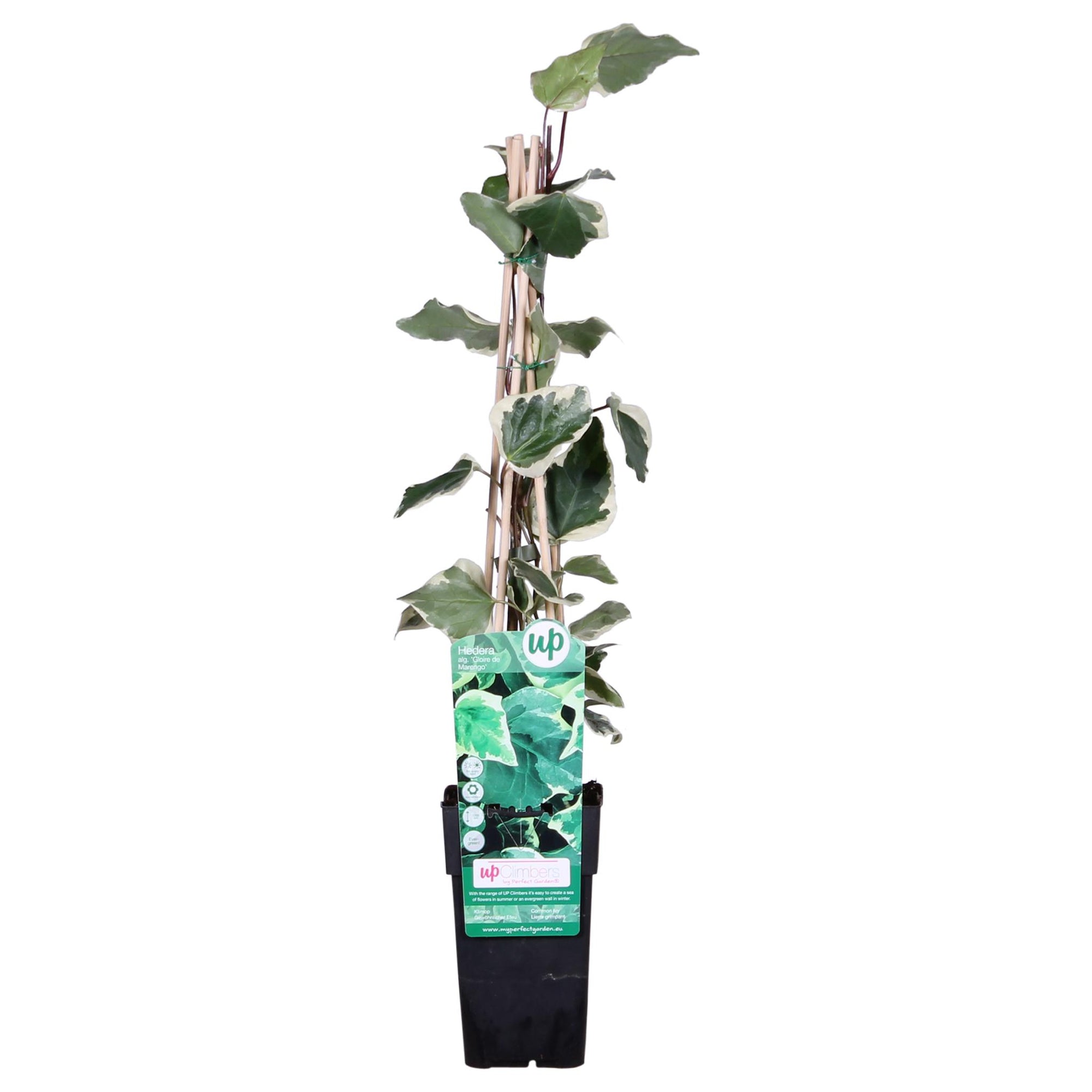 Hedera algeriensis 'Gloire de Maren' - ↨65cm - Ø15