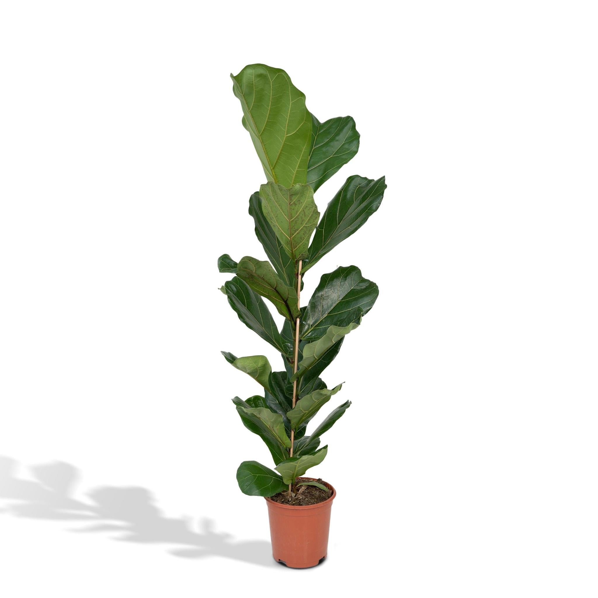 Ficus Lyrata - Rubberplant - 100cm - Ø21