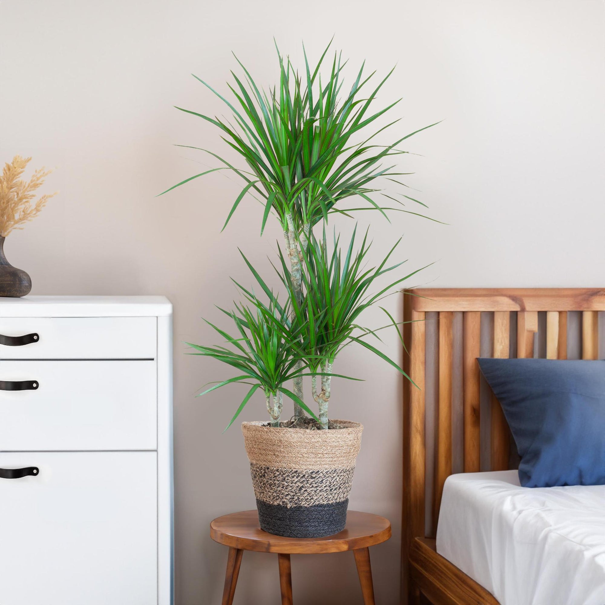 Dracaena Marginata met Lissabon mand zwart