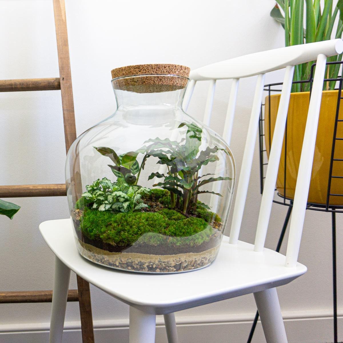 DIY terrarium -  Fat Joe - ↑ 30 cm