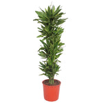 Dracaena Golden Coast - 200 cm - ø34