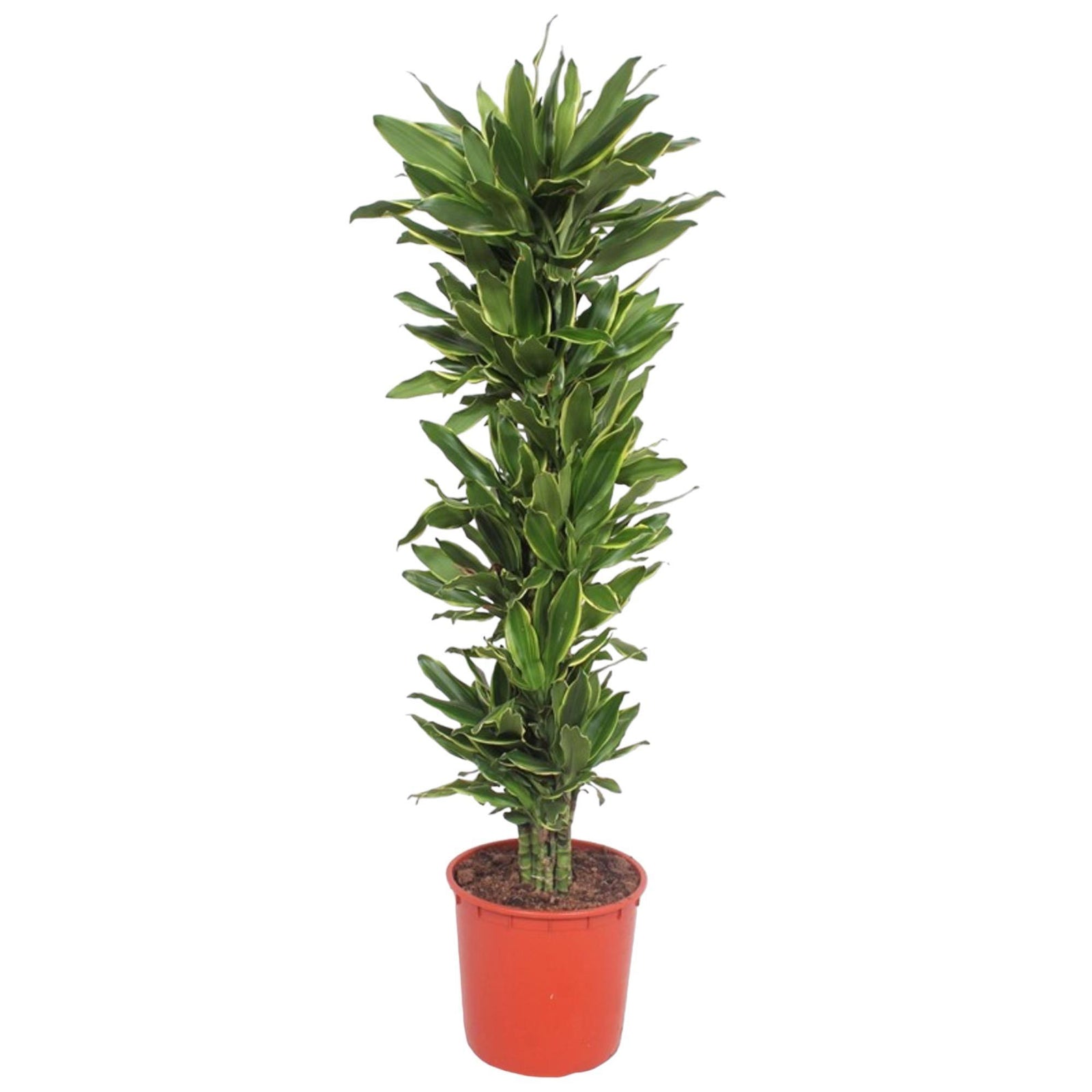 Dracaena Golden Coast - 200 cm - ø34