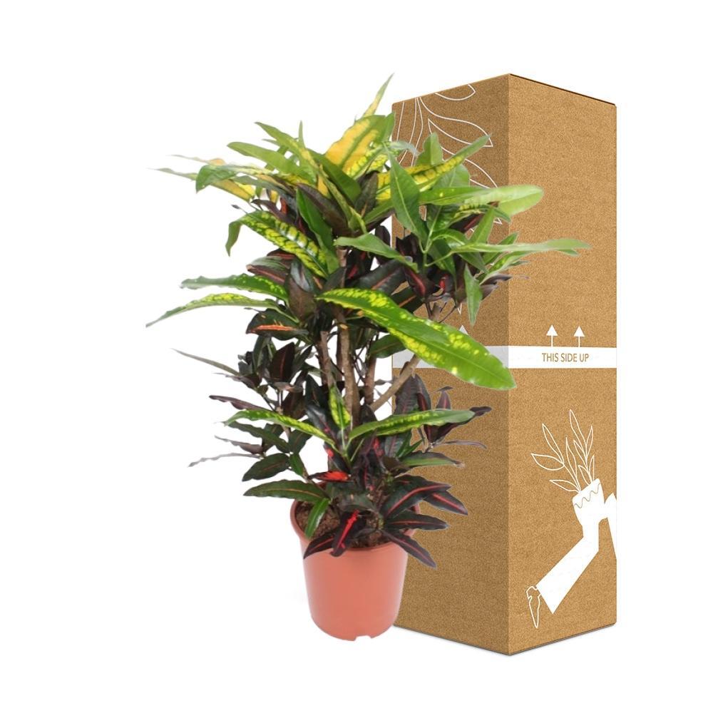 Ø27cm - ↕110cm