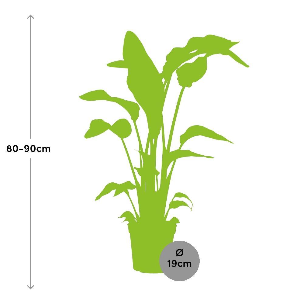 Ø19cm - ↕90cm