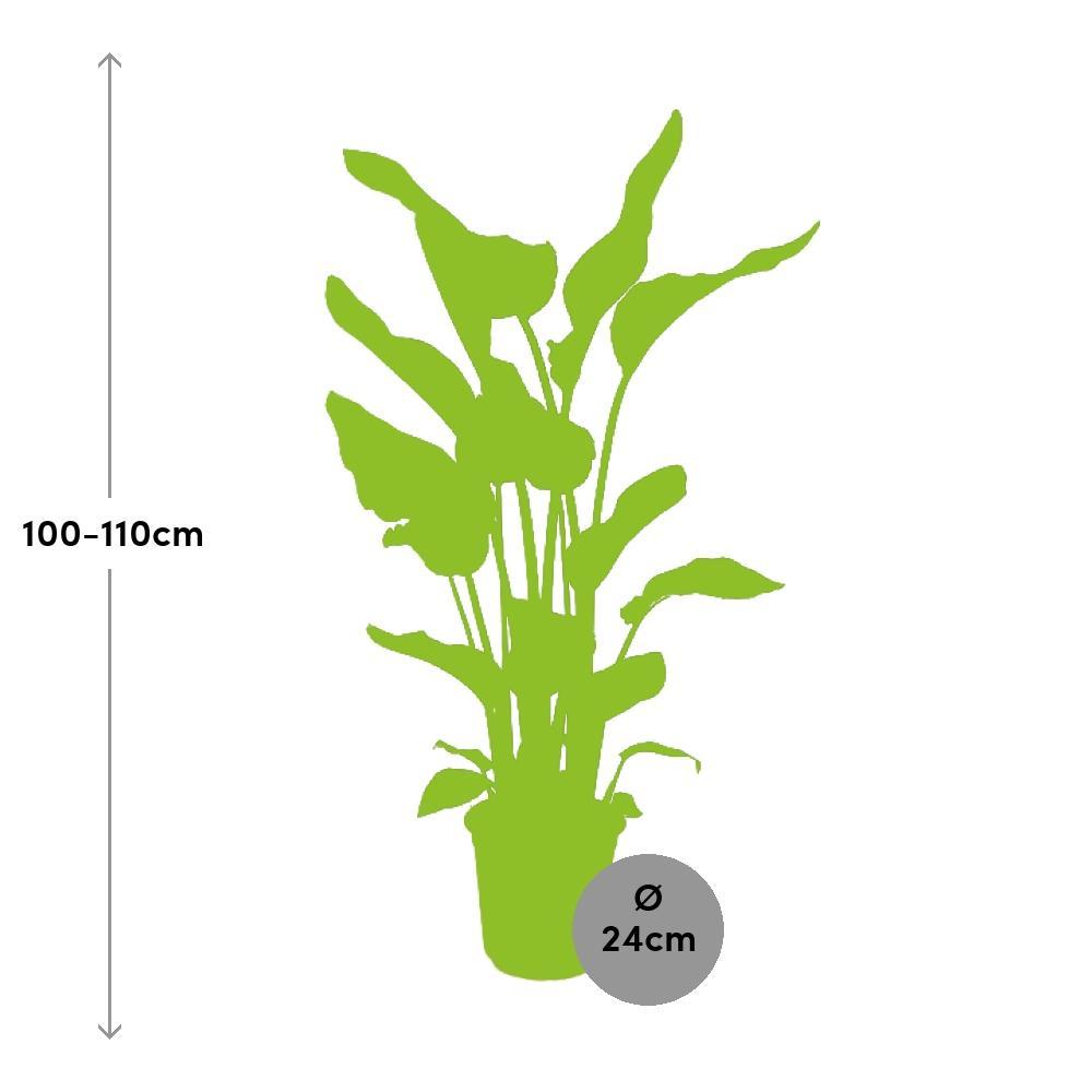 Ø24cm - ↕110cm