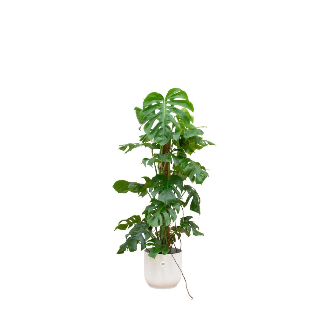 Combi deal - Monstera Pertusum XL inclusief elho Vibes Fold Round wit Ø30 - 120 cm