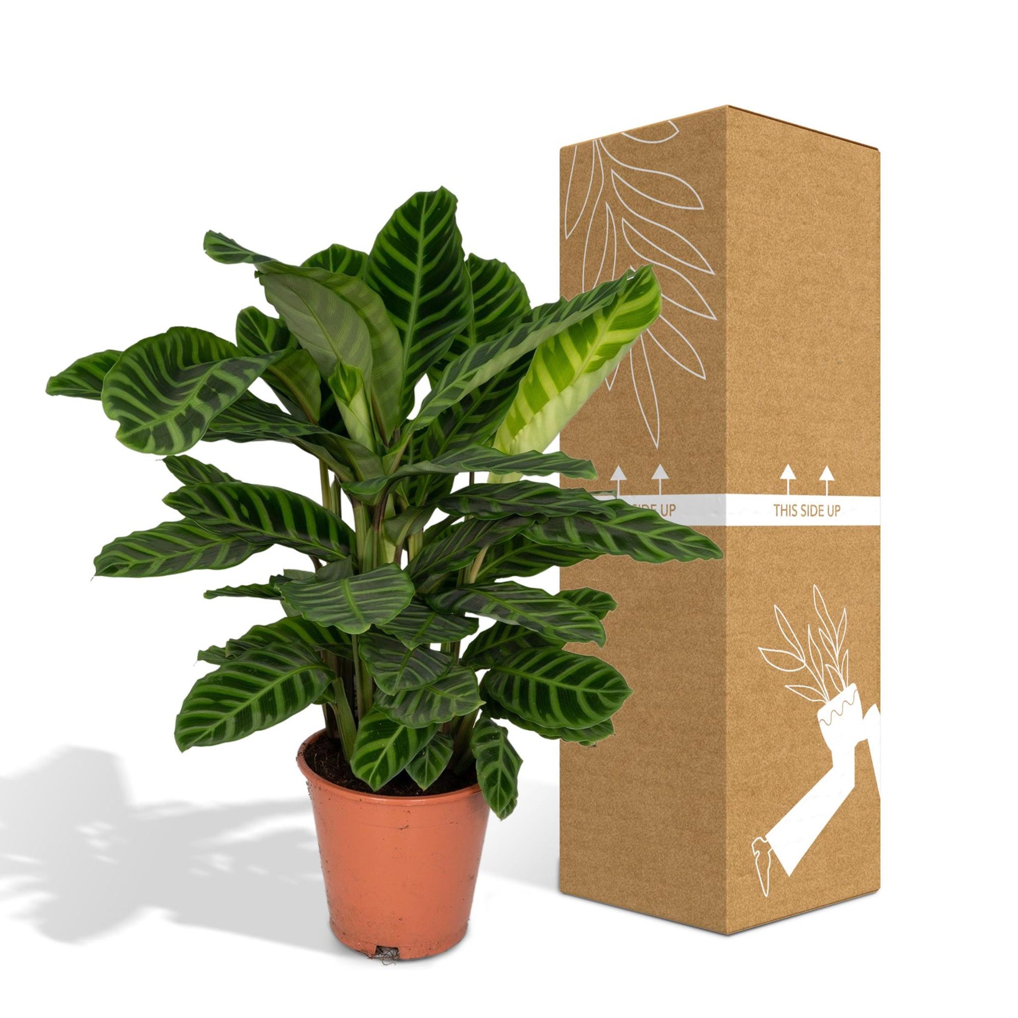 Calathea Zebrina - Pauwenplant - 80cm - Ø19