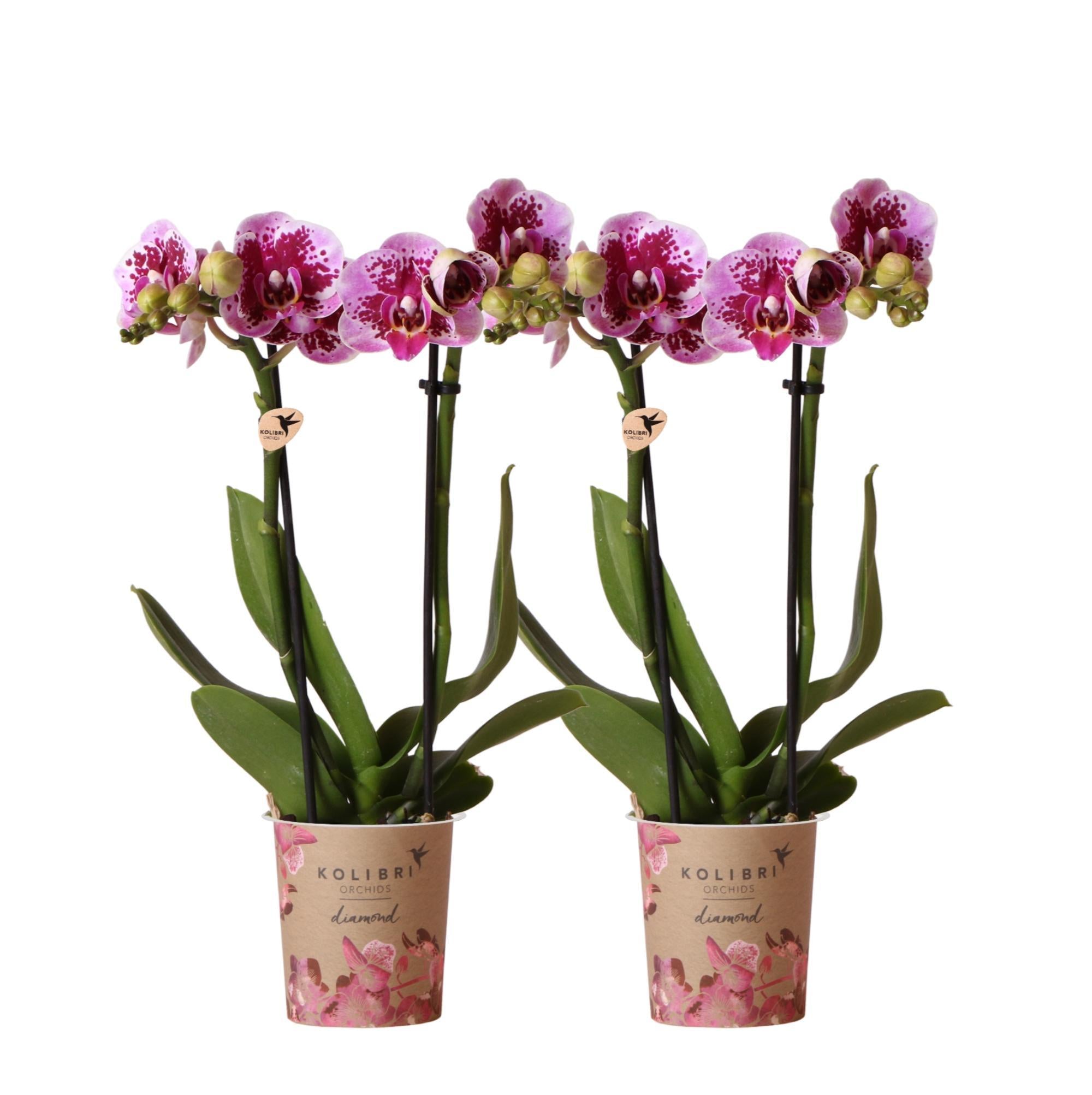 Kolibri Orchids | COMBI DEAL van 2 roze paarse phalaenopsis orchideeën - El Salvador - potmaat Ø9cm | bloeiende kamerplant - vers van de kweker